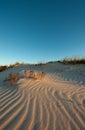 Small bird footprints on Dune