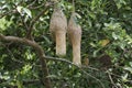 The small bird in front of nest bird on tree in nature at thailand Royalty Free Stock Photo