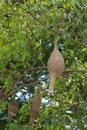 The small bird in front of nest bird on tree in nature at thailand Royalty Free Stock Photo