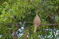 The small bird in front of nest bird on tree in nature at thailand Royalty Free Stock Photo