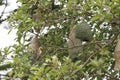 The small bird in front of nest bird on tree in nature at thailand focus left bird Royalty Free Stock Photo