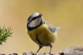 Blue tit Royalty Free Stock Photo