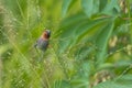 Small bird on a green grass