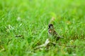A small bird in the green grass in the summer in a clearing.