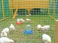Small bird hens farm in Belarus