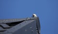 small bird on a house Royalty Free Stock Photo