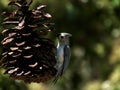 Small Bird landing on giant pine one Royalty Free Stock Photo