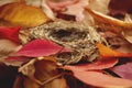 little nest on the colorful autumn fallen leaves