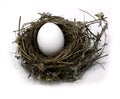 small bird nest with egg
