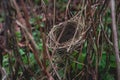 Small bird nest hidden in shrubbery Royalty Free Stock Photo