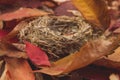 small bird nest made of branches on colorful autumn leaves