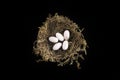 Small bird nest made from moss and eggs still life Royalty Free Stock Photo