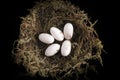 Small bird nest made from moss and eggs still life Royalty Free Stock Photo