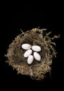 Small bird nest made from moss and eggs still life Royalty Free Stock Photo