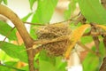 Small bird nest on tree