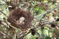 Small bird nest with white eggs Royalty Free Stock Photo