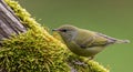 A small bird with olive-green plumage Royalty Free Stock Photo