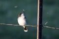 Small bird perched atop a barbed wire fence against a verdant landscape catching an insect Royalty Free Stock Photo