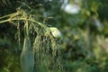 the bird is perched on a plant in the trees near the grass