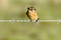 a Punky stonechat bird sitting on top of a barbed wire fence Royalty Free Stock Photo