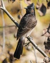 a bird perched on the branches of a tree with dried leaves Royalty Free Stock Photo