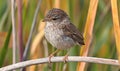 Close-up of a Small Brown Bird Perched on a Branch Royalty Free Stock Photo