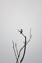 a bird sits on the branch of a tree in the fog Royalty Free Stock Photo