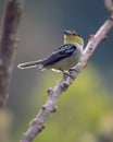 Small bird perched on a diagonal branch while turning its head back Royalty Free Stock Photo