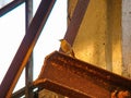 A small bird is perched on an old metal structure in a partially industrial setting, with exposed brickwork and rusted Royalty Free Stock Photo