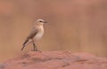 Small bird perched on a rock Royalty Free Stock Photo