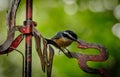 Bird on rusted metal with green background Royalty Free Stock Photo