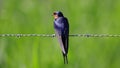 a small bird sits on a barbwire wire against a bright green background Royalty Free Stock Photo