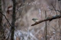 the small bird is perched on the small branch in the woods Royalty Free Stock Photo