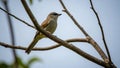 A small bird is perched on a thin bare branch against a clear blue sky Royalty Free Stock Photo