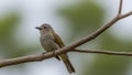 A small bird perched on a thin branch against a blurred green background Royalty Free Stock Photo