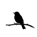 Of a small bird perched on a thin branch against a plain white Royalty Free Stock Photo