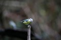 a small bird perched on top of a tree branch with some brown branches Royalty Free Stock Photo