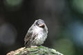 A small bird perched on a tree