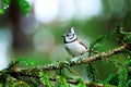 A small bird perched on a tree branch Royalty Free Stock Photo