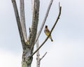 Small bird perched on a tree at Ernest L. Oros Wildlife Preserve in Avenel, New Jersy, USA