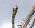 Small bird perched on a tree at Ernest L. Oros Wildlife Preserve in Avenel, New Jersy, USA