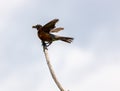 Small bird perched on a tree at Ernest L. Oros Wildlife Preserve in Avenel, New Jersy, USA