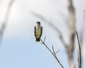 Small bird perched on a tree at Ernest L. Oros Wildlife Preserve in Avenel, New Jersy, USA