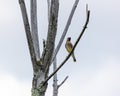 Small bird perched on a tree at Ernest L. Oros Wildlife Preserve in Avenel, New Jersy, USA