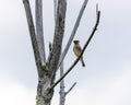 Small bird perched on a tree at Ernest L. Oros Wildlife Preserve in Avenel, New Jersy, USA