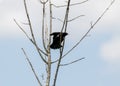 Small bird perched on a tree at Ernest L. Oros Wildlife Preserve in Avenel, New Jersy, USA