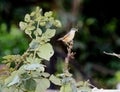 A small bird perched in the twigs of a rose plant Royalty Free Stock Photo