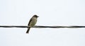 A Small Bird Perched on a Wire Against a White Sky Royalty Free Stock Photo