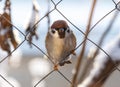 A small bird is perched on a wire Royalty Free Stock Photo