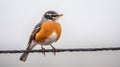 American Robin Bird Portrait Perched on Wire, Wildlife Nature Royalty Free Stock Photo